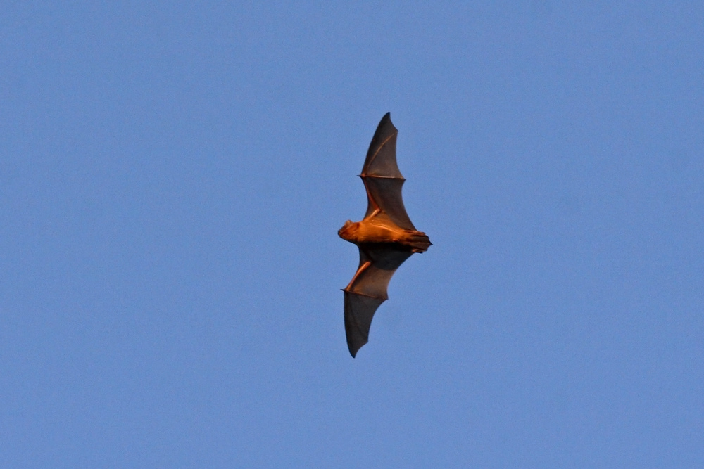 Eine Fledermaus segelt in den Abendhimmel