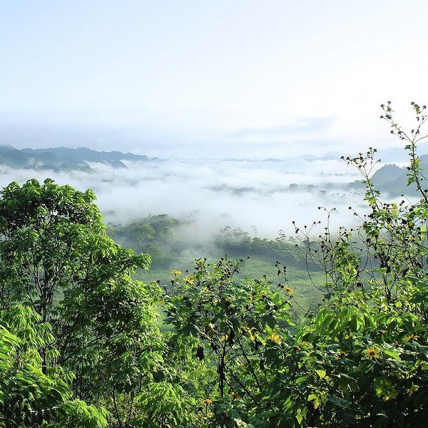 Amazonien / © DEZALB/pixabay.com/CC0 1.0 Amazonien