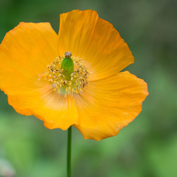 Mohn / © IngeGG/pixabay.com/CC0 1.0 Mohn