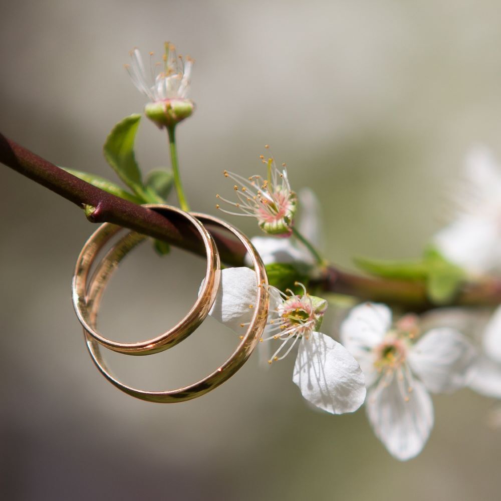 Blühender Zweig eines Apfelbaumes mit zwei Eheringen